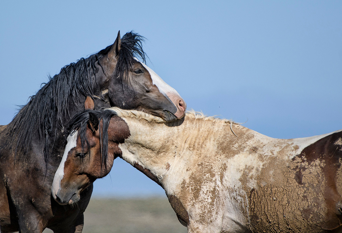 Two wild mustangs nuzzling each other against a blue sky near Cody Wyoming on a Red Canyon Wild Mustang Tour