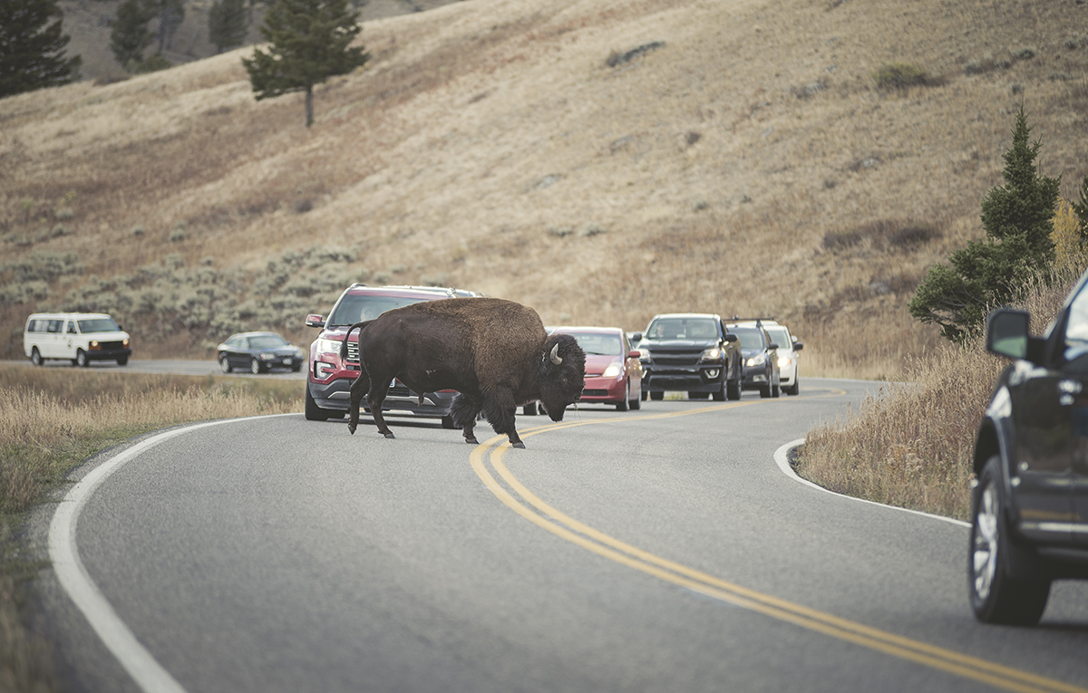 The Yellowstone Bison Rut: What to Expect and How to Stay Safe 5 A bison crossing a Yellowstone road causing a bison jam with cars lined up waiting on both sides during peak season