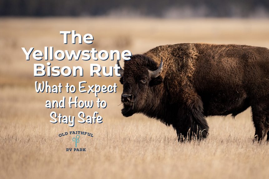 The Yellowstone Bison Rut: What to Expect and How to Stay Safe 1 A large bull bison standing in golden grass during the Yellowstone bison rut season