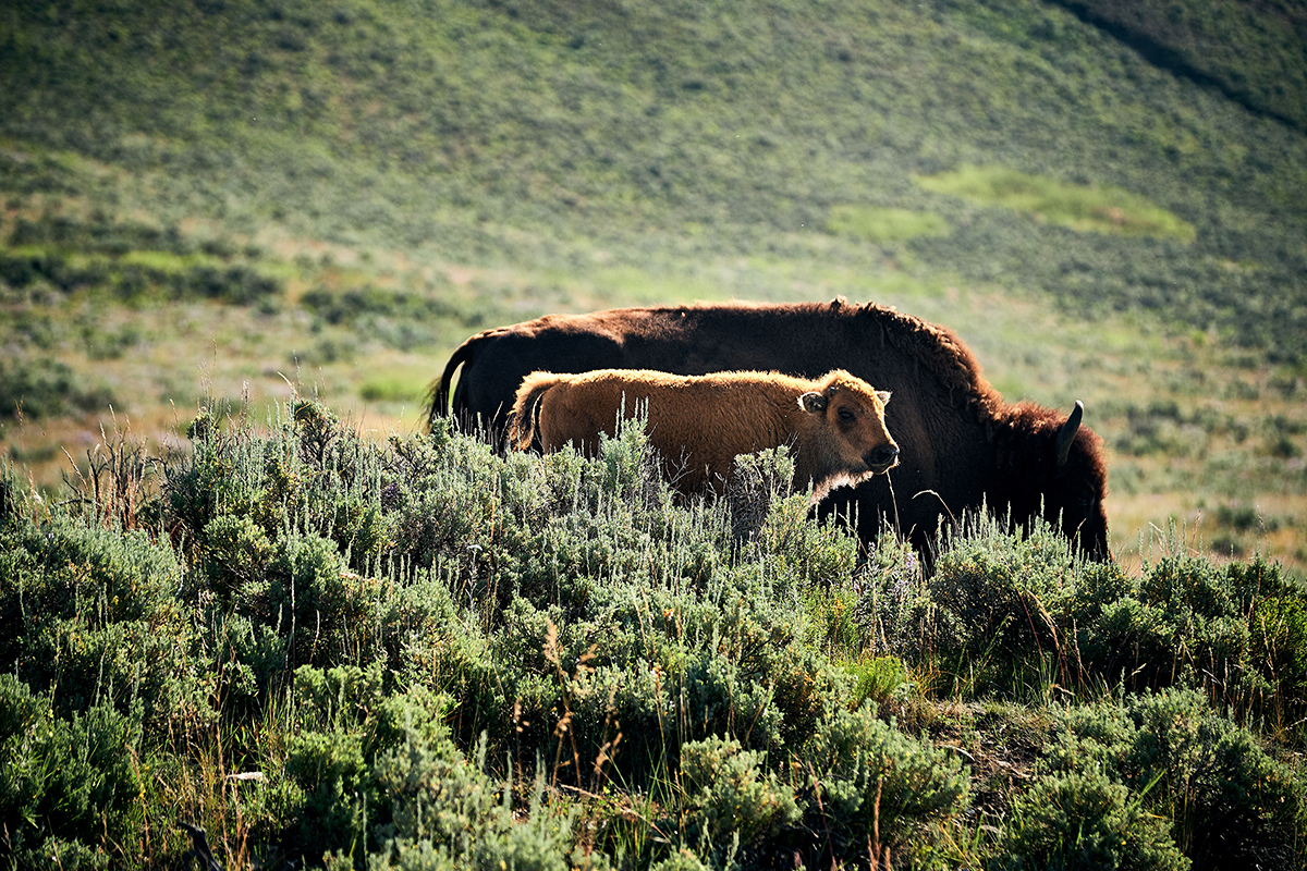 Hayden Valley: The Complete Guide to Yellowstone's Best Wildlife Watching 8 Bison cow and calf standing together in sagebrush in Hayden Valley