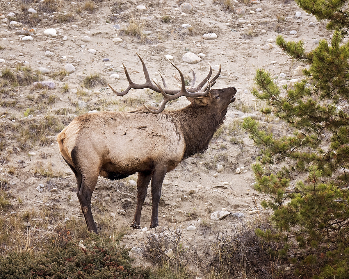 Yellowstone in September: Why It Might Be the Best Month to Visit 4 Bull elk with large antlers bugling on a rocky hillside during the fall elk rut