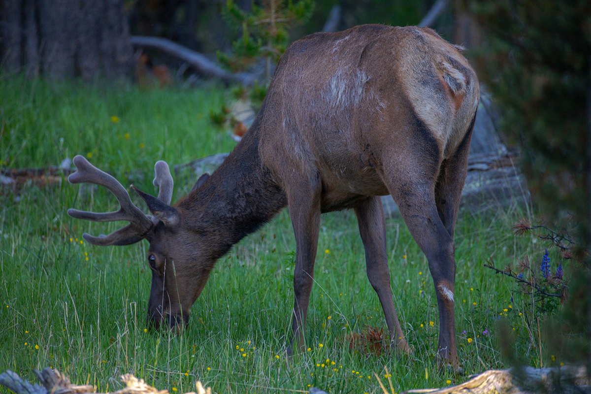Hayden Valley: The Complete Guide to Yellowstone's Best Wildlife Watching 3 Elk grazing in a grassy meadow in Yellowstone National Park at dusk