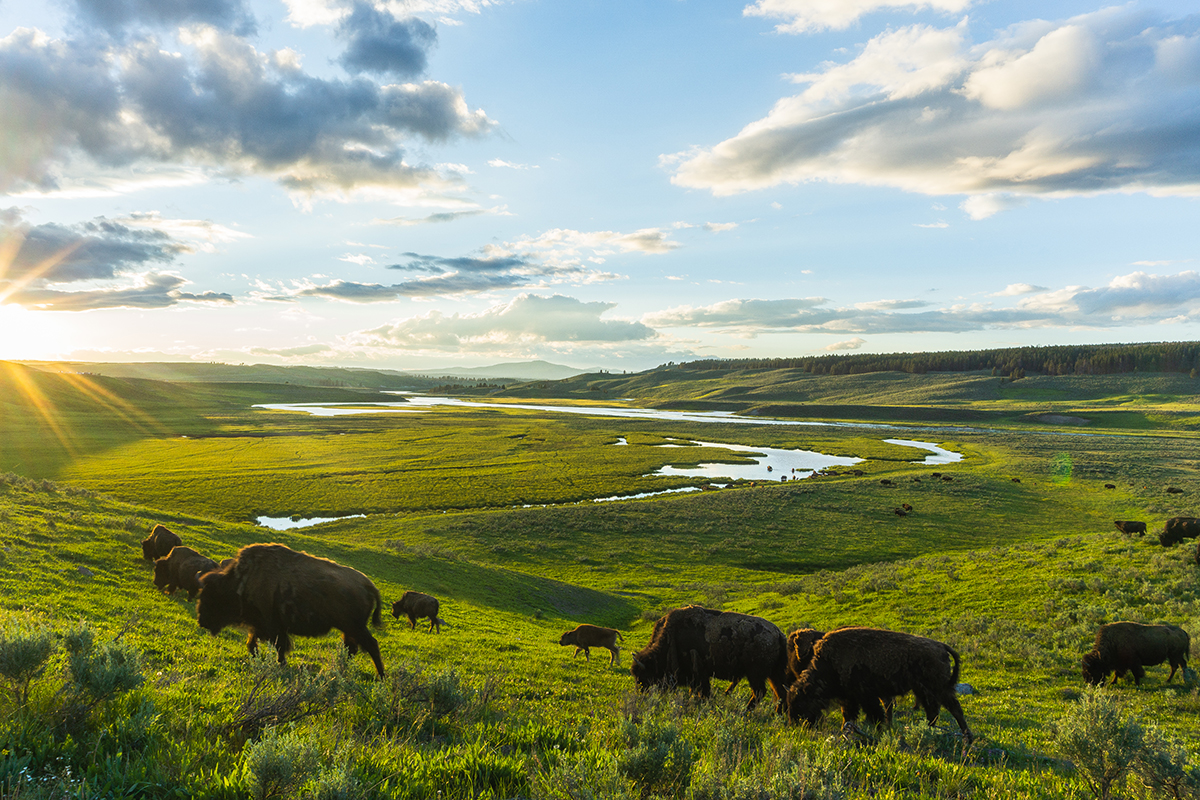Hayden Valley: The Complete Guide to Yellowstone's Best Wildlife Watching 4 Bison herd with calves grazing in Hayden Valley at sunrise along the Yellowstone River