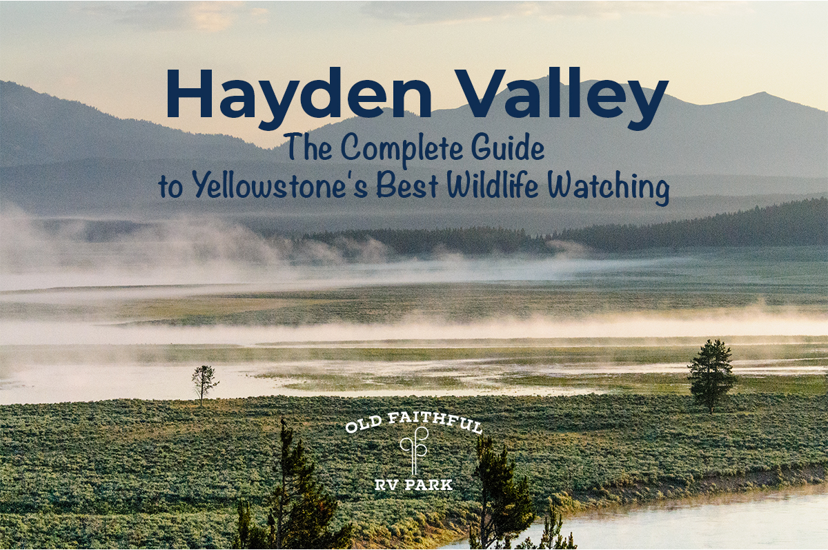 Home 4 Featured image for “Hayden Valley: The Complete Guide to Yellowstone’s Best Wildlife Watching”