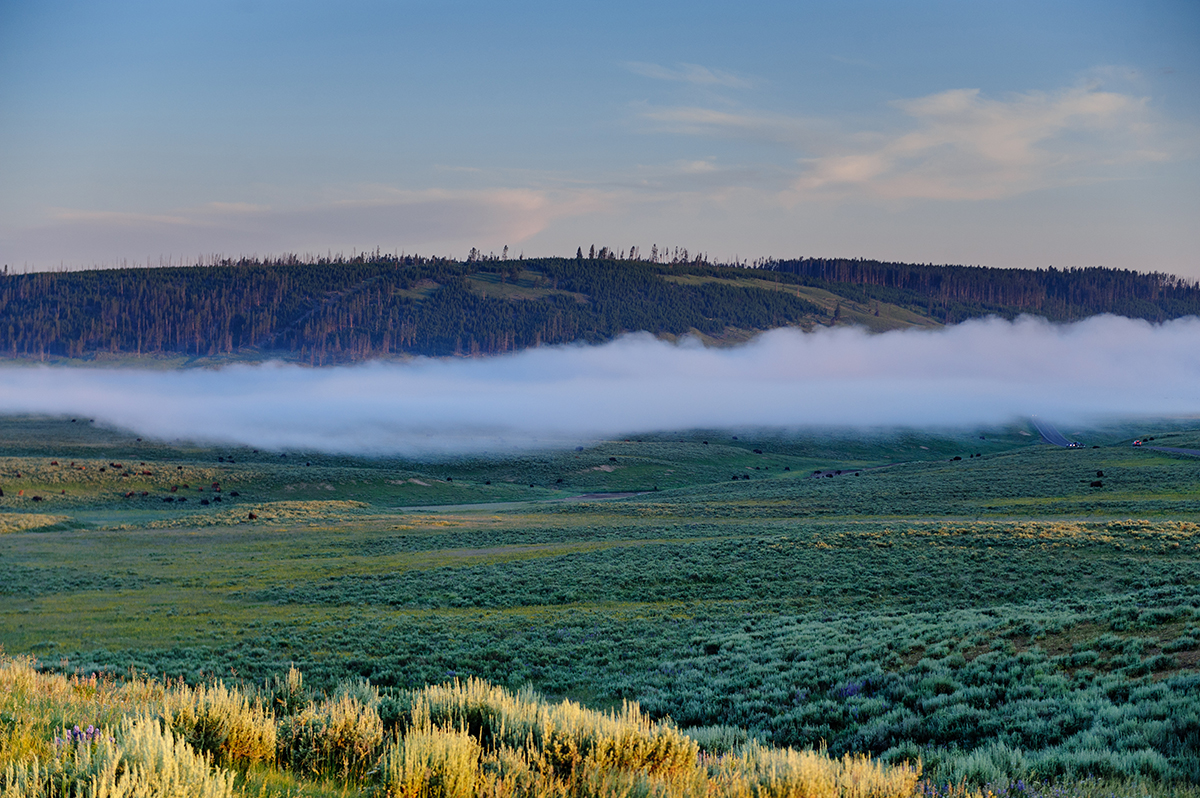 Hayden Valley: The Complete Guide to Yellowstone's Best Wildlife Watching 5 Fog rolling across Hayden Valley with distant bison grazing near the roadTitle: Early morning in Hayden Valley