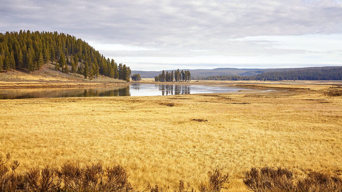 Yellowstone in September: Why It Might Be the Best Month to Visit 5 Golden autumn grass meadow along a river in Yellowstone National Park