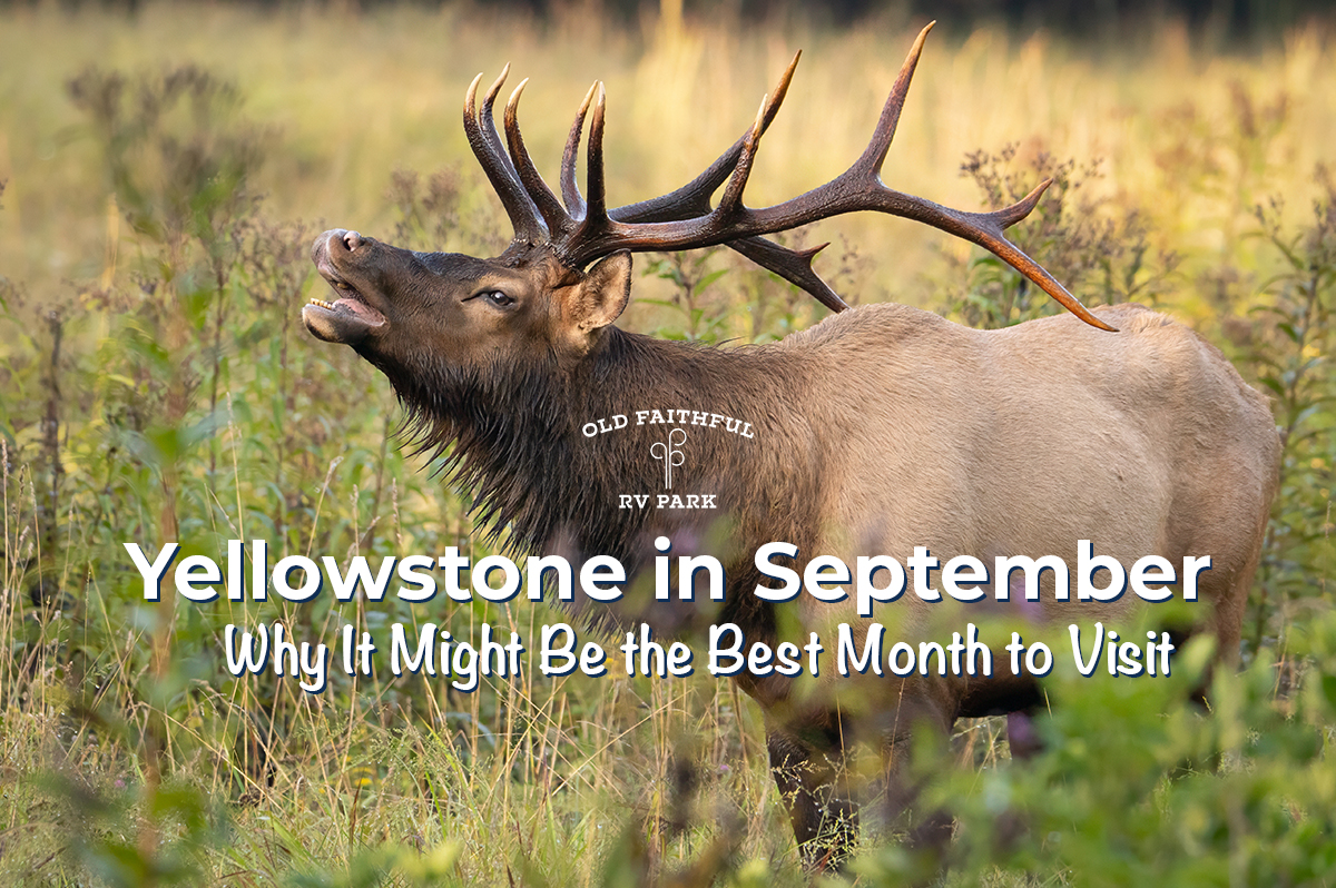 Featured image for “Yellowstone in September: Why It Might Be the Best Month to Visit”
