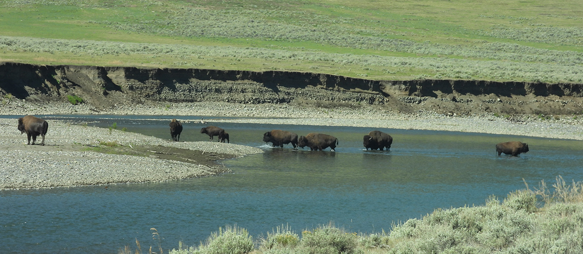 Beartooth Highway: The Complete Guide to One of America's Most Scenic Drives 5 Bison herd crossing a river in Lamar Valley Yellowstone