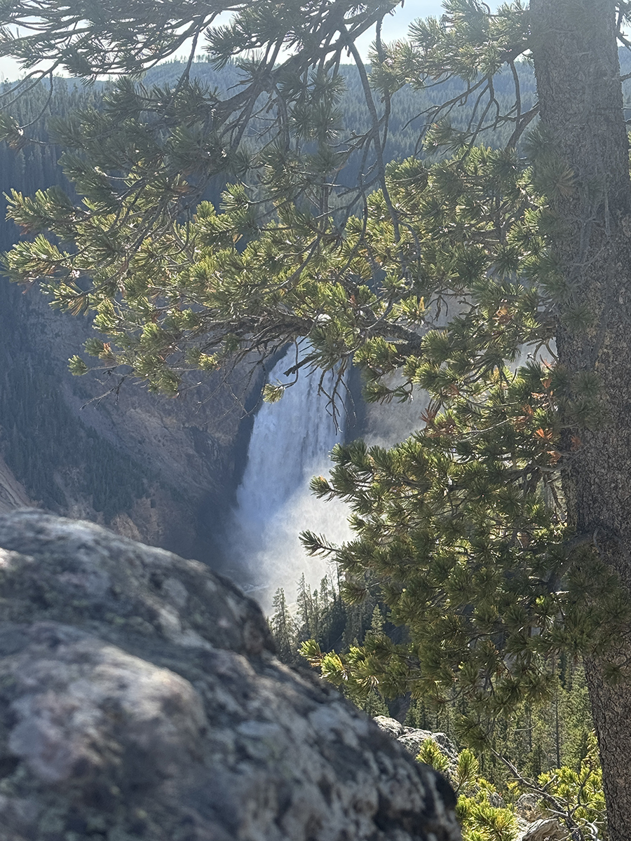 The Grand Canyon of the Yellowstone: A Complete Guide to the North and South Rim 2 Lower Falls of the Yellowstone seen through pine tree branches from a canyon overlook