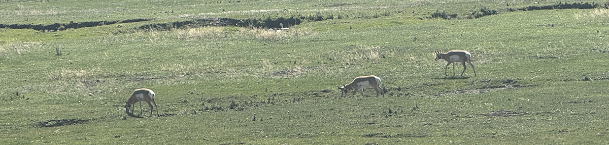Still Time This Season: Why Now Is a Great Time for a Late Season Yellowstone Trip 7 Three pronghorn grazing in a grassy field during a late season Yellowstone trip