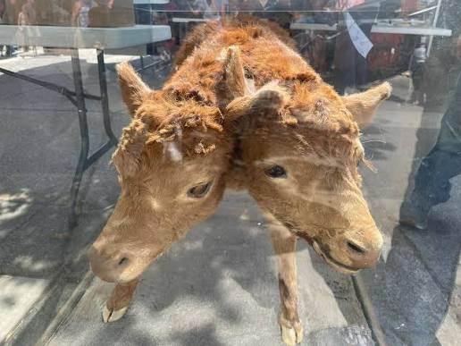 Taxidermied two headed calf on display at Old Trail Town near Cody Wyoming